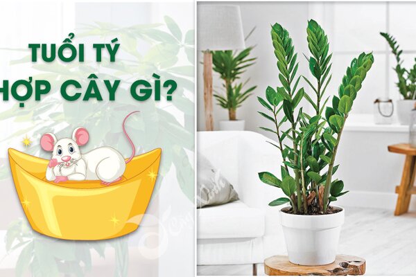 Tuổi Tý hợp với cây gì? Cây nào phù hợp, mang lại may mắn.