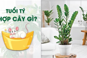 Tuổi Tý hợp với cây gì? Cây nào phù hợp, mang lại may mắn.