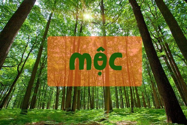 Tìm hiểu mệnh mộc hợp màu gì?